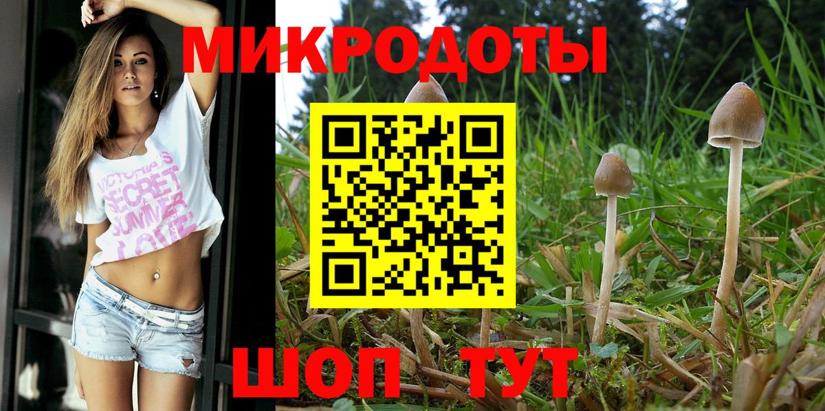 Псилоцибиновые грибы Psilocybe Тамбов